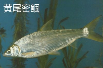 黃尾魚是什么魚，是中小型淡水魚類