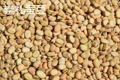 蠶豆的種植方法，播種前需浸種