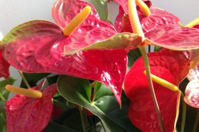 紅掌的換盆方法，取出植株修剪根系后再栽入新盆中