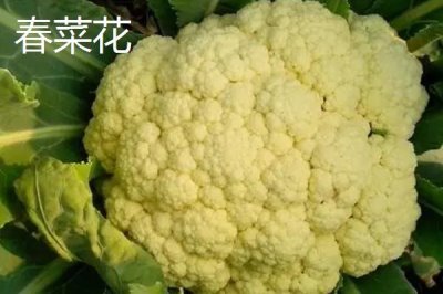 椰菜花的適宜種植時間，定植過早不利于發(fā)育