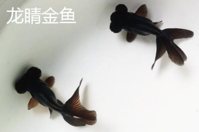 買金魚去哪里買，選擇正規(guī)的市場(chǎng)購(gòu)買較好