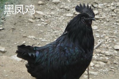 烏雞的產(chǎn)地，原產(chǎn)自江西省的泰和縣武山