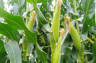 昊甜糯6號(hào)玉米種簡(jiǎn)介，該品種株型平展