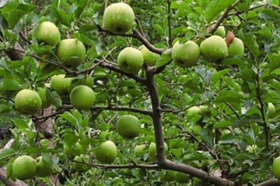 蘋(píng)果高產(chǎn)園怎么施肥用藥，萌芽至開(kāi)花前第一遍用藥