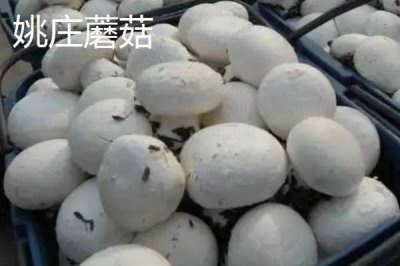 浙江省嘉善縣的特產(chǎn)，包括嘉善老酒、姚莊黃桃、六塔鱉等種類(lèi)