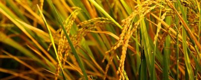 禾廣絲苗水稻種子特點，全生育期120.1天