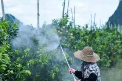 矮壯素加磷酸二氫鉀如何混合使用，需根據(jù)噴灑的作物來定