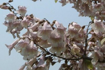 泡桐樹什么時候開花，一般3-4月開花