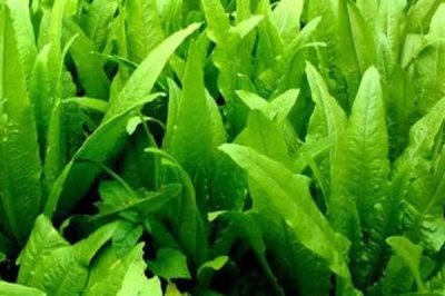 種植哪些蔬菜可以致富，青蒜、油麥菜、小白菜等品種均為適宜選擇