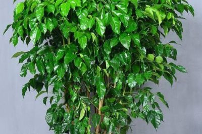 幸福樹的葉片為何會(huì)發(fā)黃脫落，可能是澆水過(guò)多、溫度過(guò)低等原因所導(dǎo)致
