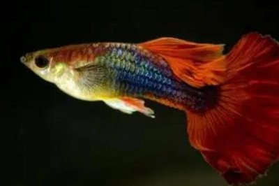 魚是怎么受精懷孕的，大部分魚是卵生的
