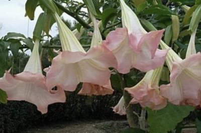 曼陀羅的花語，寓意不可預(yù)知的黑暗、誘惑等