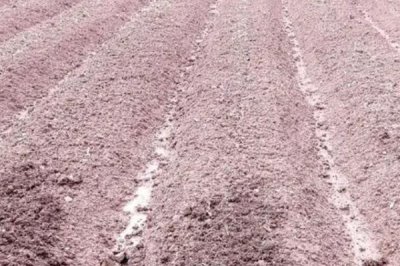 巴戟天栽培技術(shù)，選擇有一定肥力的砂壤土