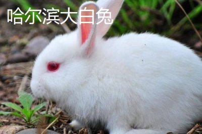 兔子的養(yǎng)殖品種，常見的有新西蘭白兔、比利時兔等