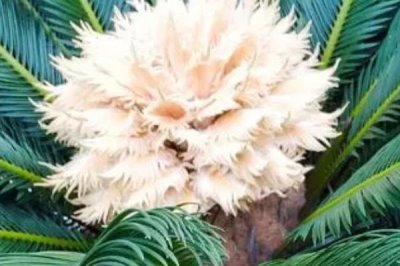 鐵樹(shù)開(kāi)花是吉兆還是兇兆,是大富大貴的吉兆