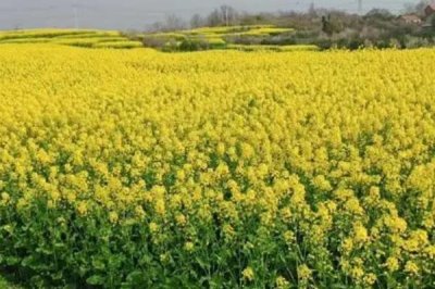 油菜高產(chǎn)種植技術(shù)，移栽的密度要根據(jù)油菜的種植規(guī)模來定