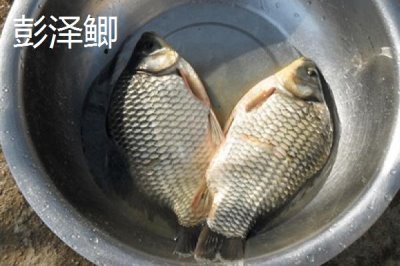 鯽魚品種有哪些，包括高背鯽、彭澤鯽等種類