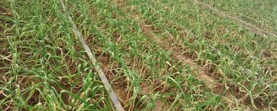 種植哪些蔬菜可以致富，青蒜、油麥菜、小白菜等品種均為適宜選擇