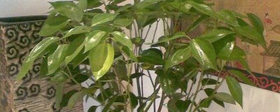 幸福樹的葉片為何會(huì)發(fā)黃脫落，可能是澆水過(guò)多、溫度過(guò)低等原因所導(dǎo)致