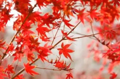 楓葉像什么，像一團(tuán)火焰又像一個(gè)巴掌