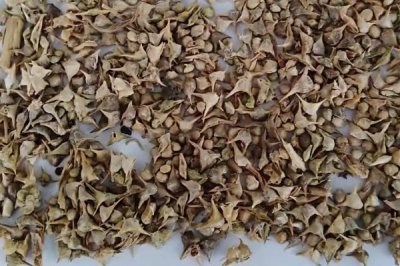 夏天種植菠菜如何處理種子，種植前需逐粒剝切種子果皮