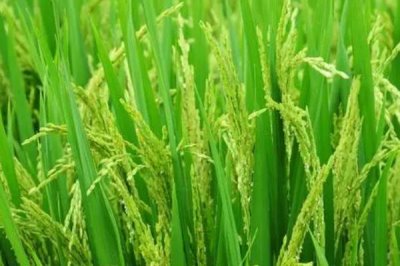 懶人稻的適種區(qū)域，適合種植在長江以南地區(qū)