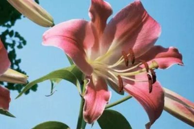 11朵百合代表什么意思，花語(yǔ)是愛(ài)情、一心一意、美好