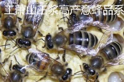 養(yǎng)什么蜂具有良好的效益，虎頭蜂、意蜂等品種均是適宜選擇