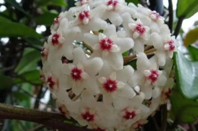 球蘭怎么養(yǎng)殖以及要注意什么，需按照“見干見濕”的原則提供水分