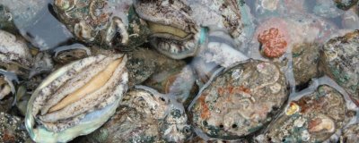 什么品種的鮑魚苗好，常見這6種