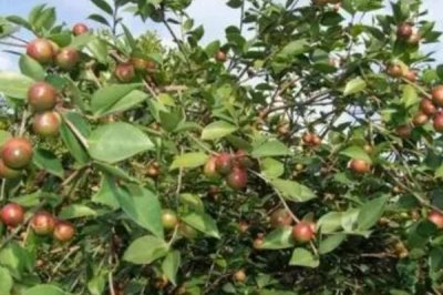 大果寒露2號油茶，為大果早花型品種