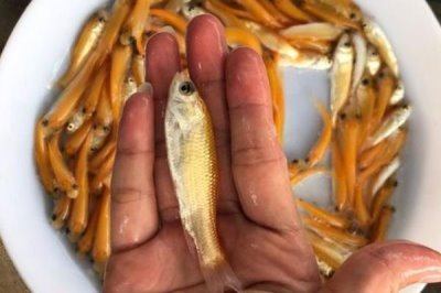 俄羅斯金絲鯇魚苗喂什么飼料，以小麥粉團(tuán)，麥子、玉米為主