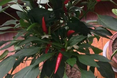 朝天椒盆栽種植技術，春季盆栽適宜播種期為3月中下旬