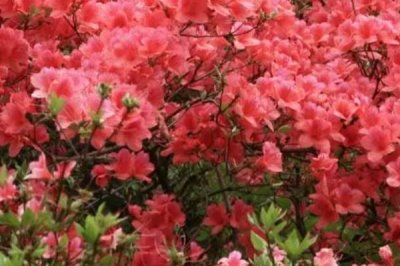 映山紅的養(yǎng)殖方法，施肥時(shí)應(yīng)該勤施稀薄肥