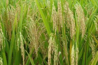 嘉農(nóng)粳3號水稻種子特點，機插稻建議4月下旬播種