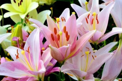 百合花的寓意，寓意百年好合、偉大的愛等