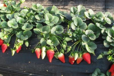 2017年種什么比較賺錢(qián)，種植山藥利潤(rùn)可觀(guān)