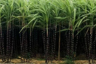 對(duì)甘蔗使用除草劑的誤區(qū)，不能盲目用藥、大風(fēng)大雨天氣不能用藥