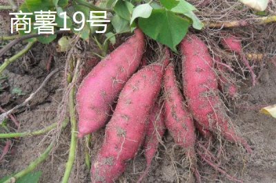 高產(chǎn)紅薯品種，蘇薯8號的平均產(chǎn)量達到8500斤
