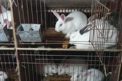 養(yǎng)殖兔子的前景，目前來看前景廣闊