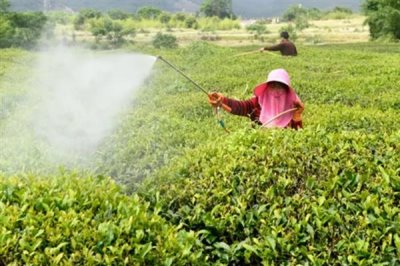 防治蚜蟲用什么藥，馬拉硫磷、殺螟松、抗蚜威等藥物均可起到滅殺效果