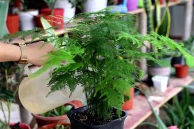 云竹開花的寓意，有著竹報平安的含義