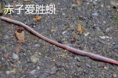 蚯蚓只能在土里生活嗎，提供適宜的溫濕度和食物也能離開土壤
