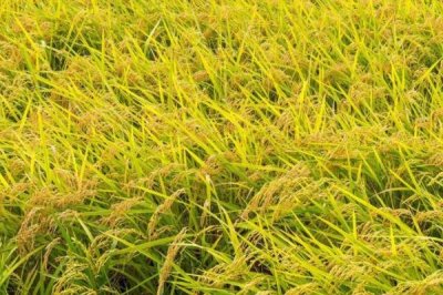 又香優(yōu)15香水稻種簡介，全生育期早稻119天