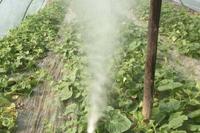 惡霉靈的作用，可提高作物生理活性且促進(jìn)根的分蘗