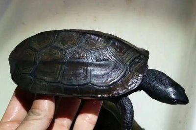 墨龜可以深水養(yǎng)嗎，不屬于深水龜不可以深水養(yǎng)