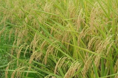 潤揚(yáng)稻59水稻種子特點(diǎn)，每畝10千克尿素并加拌除草劑