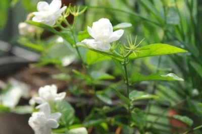 白色茉莉的花語(yǔ)，寓意喜愛(ài)之情、純潔無(wú)暇等