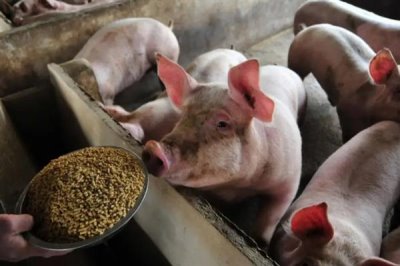 豬飼料能不能長期添加葡萄糖，葡萄糖不可以長時間使用