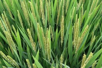 津粳優(yōu)2018水稻種子介紹，每畝有效穗數(shù)17.7萬